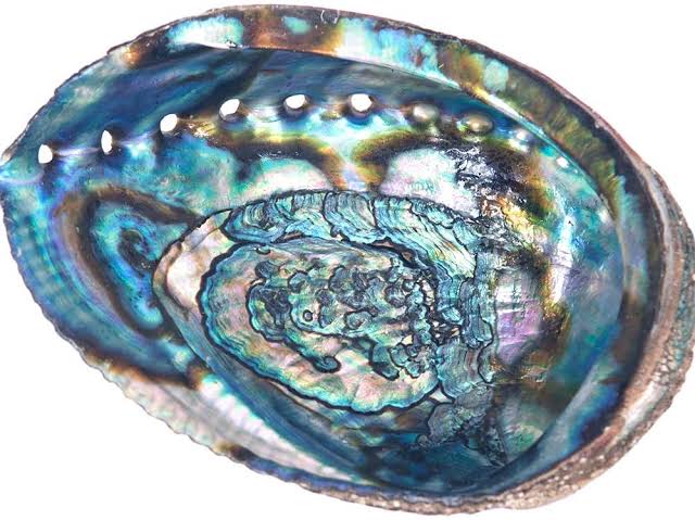 Crystals : Abalone Shell